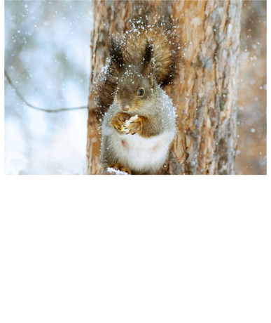 Nadruk ZIMA - Przód