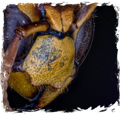 Nadruk Szerszeń (Vespa crabro) 02 - Przód