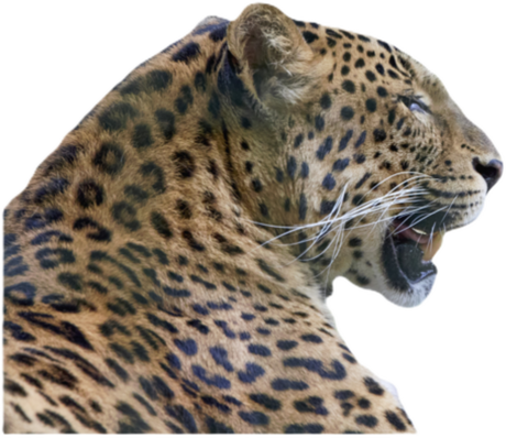 Nadruk Portret Tygrysa - Przód