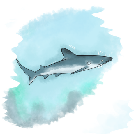 Nadruk Sweet shark - Przód