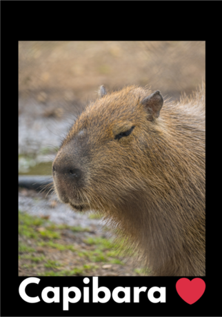 Nadruk Capibara - Przód