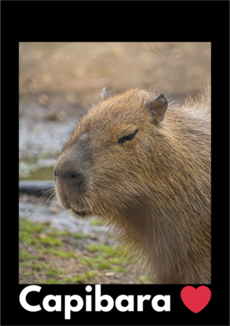 Nadruk Capibara - Przód